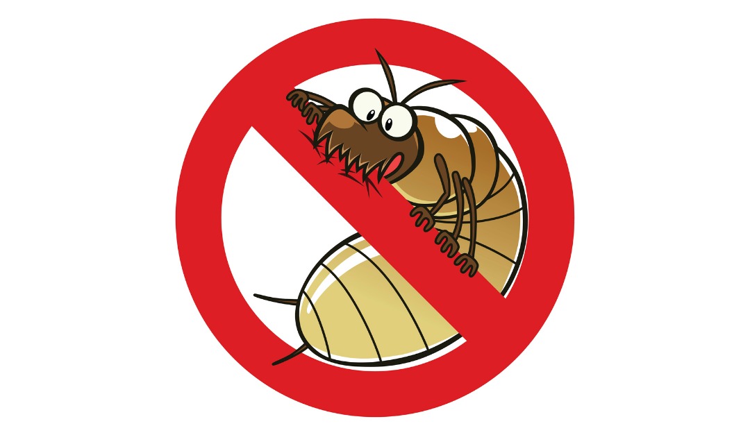 Top 10 Tips for Termite Prevention
