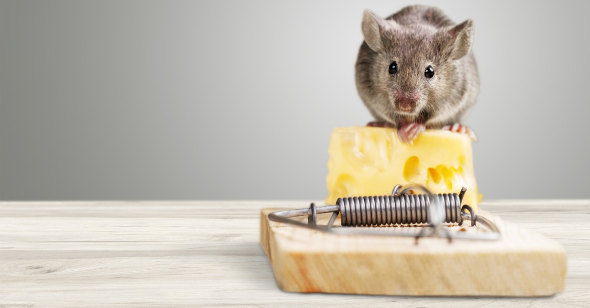 10 Simple Steps to Keep Rodents Out