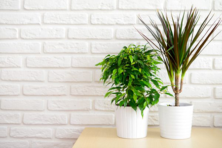 5 Easy-to-Manage House Plants