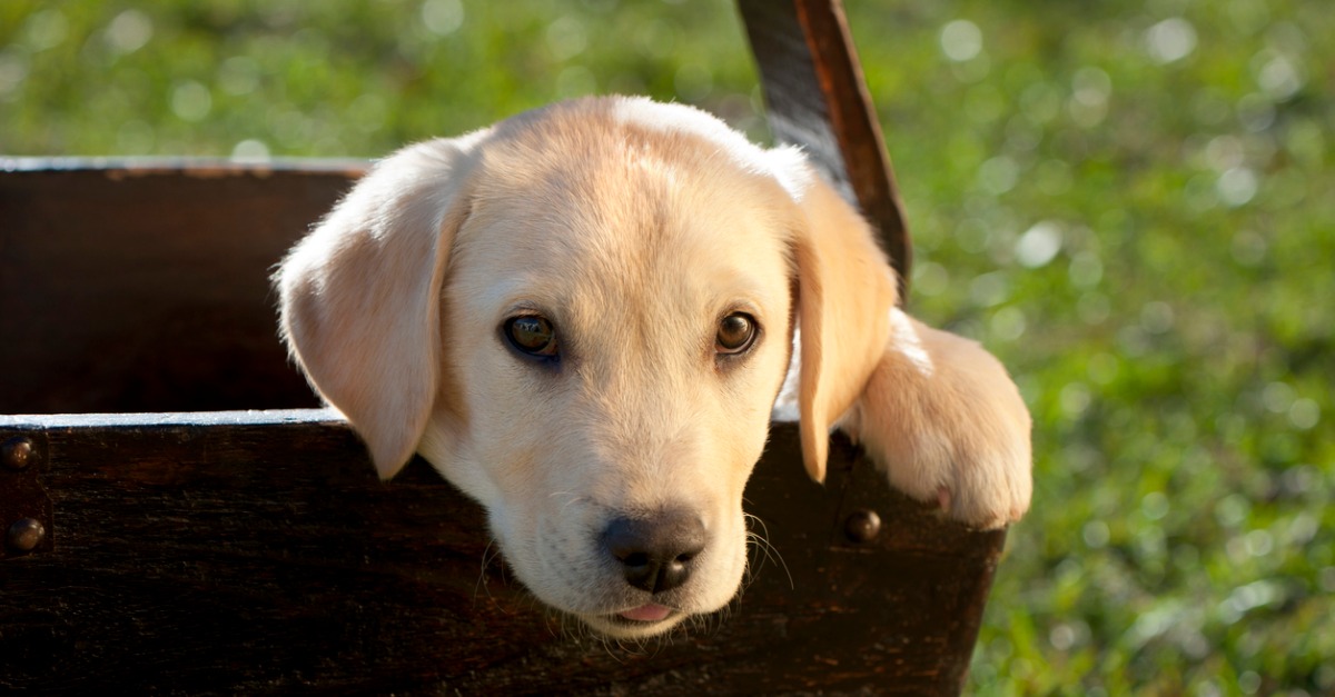 The Best Smart Home Technology for Pet Owners